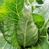 Huachen Oxheart Cabbage Seeds - Mid-Season, Cold-Tolerant with Sweet, Crisp Flavor