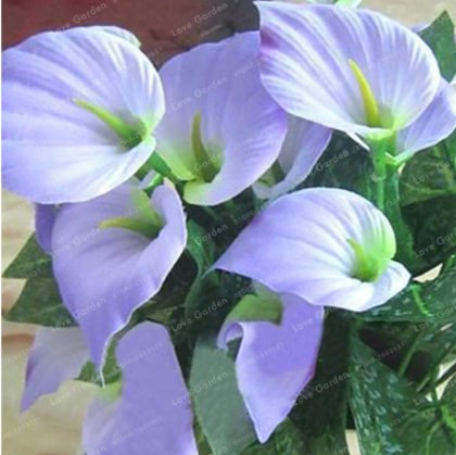 Anthurium Seed Indoor Plant for The Garden Home (Color: 2)