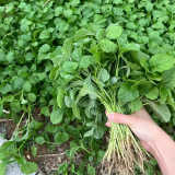 'Alishan' White Amaranth Seeds - Tender Low-Fiber Leaves, High-Yield, Fast-Growing, Heat & Cold Tolerant
