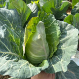 Huachen Oxheart Cabbage Seeds - Mid-Season, Cold-Tolerant with Sweet, Crisp Flavor