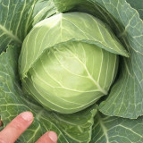 Cuixiaoluo Round Cabbage Seeds - High Yield, Compact Plants, Suitable for Commercial Cultivation
