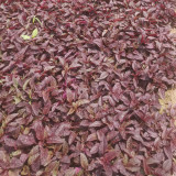 Red Amaranth Seeds - Early Maturing, Heat Drought Resistant, Productive, Tender Low-Fiber Leafy Green