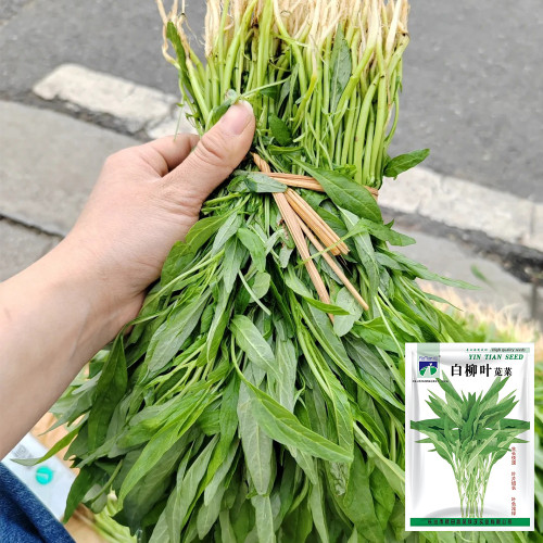 Willow-Leaf White Amaranth Seeds - Early-Maturing, Heat & Drought Tolerant, Disease Resistant, Tender Texture