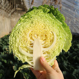 'Dongzhou No.1' Cabbage Seeds - Early-Maturing, High-Quality, High-Nutrition, Fine-Textured Leaves