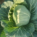 Fruit Cabbage Seeds - Glossy Green Heads, Crisp Texture, Ideal for Home Garden