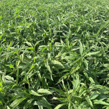 Willow-Leaf White Amaranth Seeds - Early-Maturing, Heat & Drought Tolerant, Disease Resistant, Tender Texture