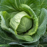 Apple Cabbage Seeds - Early, Sweet, Non-GMO, Compact Round Heads, Reliable Yield