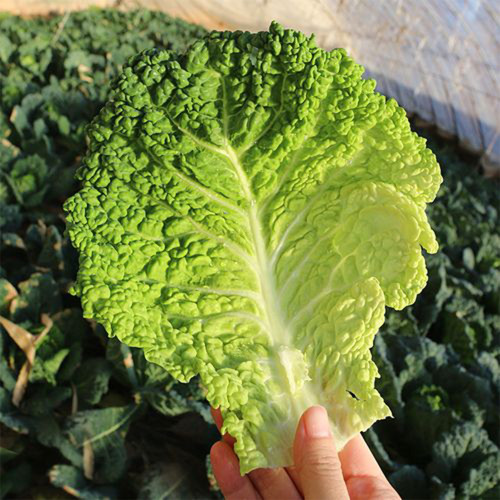'Dongzhou No.1' Cabbage Seeds - Early-Maturing, High-Quality, High-Nutrition, Fine-Textured Leaves