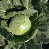 Fruit Cabbage Seeds - Glossy Green Heads, Crisp Texture, Ideal for Home Garden