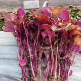 Red Amaranth Seeds - Early Maturing, Heat Drought Resistant, Productive, Tender Low-Fiber Leafy Green