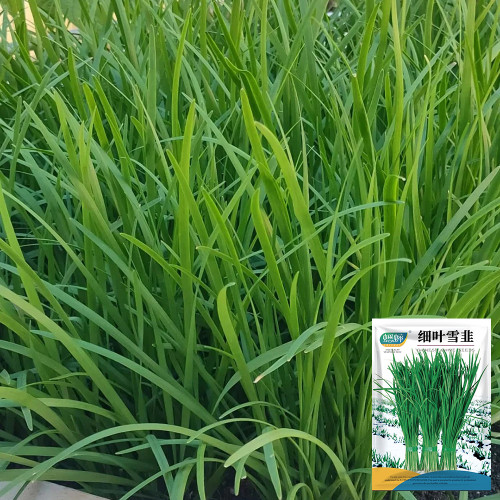 Fine-Leaf Snow Leek Seeds - Cold-Hardy Snow Leek with Upright Growth, Tender & Flavorful for Cooking