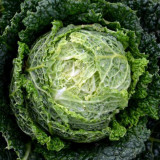 'Dongzhou No.1' Cabbage Seeds - Early-Maturing, High-Quality, High-Nutrition, Fine-Textured Leaves