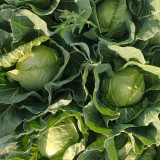 Fruit Cabbage Seeds - Glossy Green Heads, Crisp Texture, Ideal for Home Garden