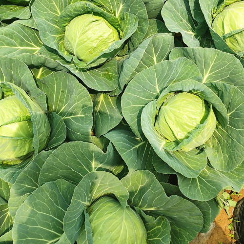Apple Cabbage Seeds - Early, Sweet, Non-GMO, Compact Round Heads, Reliable Yield
