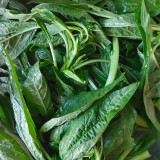 Willow-Leaf White Amaranth Seeds - Early-Maturing, Heat & Drought Tolerant, Disease Resistant, Tender Texture