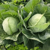 Apple Cabbage Seeds - Early, Sweet, Non-GMO, Compact Round Heads, Reliable Yield