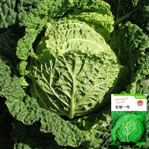 'Dongzhou No.1' Cabbage Seeds - Early-Maturing, High-Quality, High-Nutrition, Fine-Textured Leaves