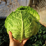 'Dongzhou No.1' Cabbage Seeds - Early-Maturing, High-Quality, High-Nutrition, Fine-Textured Leaves