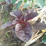 Red Amaranth Seeds - Early Maturing, Heat Drought Resistant, Productive, Tender Low-Fiber Leafy Green