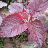 Red Amaranth Seeds - Early Maturing, Heat Drought Resistant, Productive, Tender Low-Fiber Leafy Green