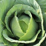 Apple Cabbage Seeds - Early, Sweet, Non-GMO, Compact Round Heads, Reliable Yield