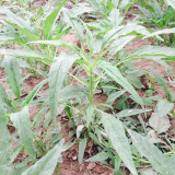 Willow-Leaf White Amaranth Seeds - Early-Maturing, Heat & Drought Tolerant, Disease Resistant, Tender Texture