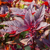 Red Amaranth Seeds - Early Maturing, Heat Drought Resistant, Productive, Tender Low-Fiber Leafy Green