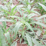 Willow-Leaf White Amaranth Seeds - Early-Maturing, Heat & Drought Tolerant, Disease Resistant, Tender Texture