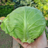 Fruit Cabbage Seeds - Glossy Green Heads, Crisp Texture, Ideal for Home Garden
