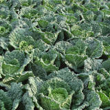'Dongzhou No.1' Cabbage Seeds - Early-Maturing, High-Quality, High-Nutrition, Fine-Textured Leaves