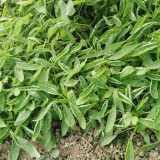 Willow-Leaf White Amaranth Seeds - Early-Maturing, Heat & Drought Tolerant, Disease Resistant, Tender Texture