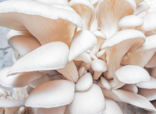 White Oyster Mushroom Organic Seeds