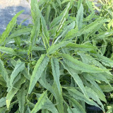 Willow-Leaf White Amaranth Seeds - Early-Maturing, Heat & Drought Tolerant, Disease Resistant, Tender Texture