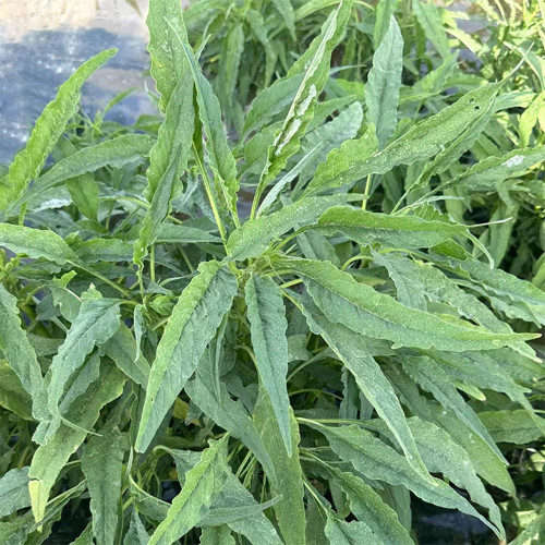 Willow-Leaf White Amaranth Seeds - Early-Maturing, Heat & Drought Tolerant, Disease Resistant, Tender Texture