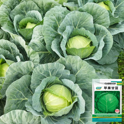 Apple Cabbage Seeds - Early, Sweet, Non-GMO, Compact Round Heads, Reliable Yield