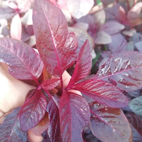 Red Amaranth Seeds - Early Maturing, Heat Drought Resistant, Productive, Tender Low-Fiber Leafy Green