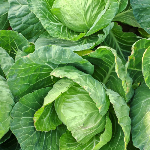 Fruit Cabbage Seeds - Glossy Green Heads, Crisp Texture, Ideal for Home Garden