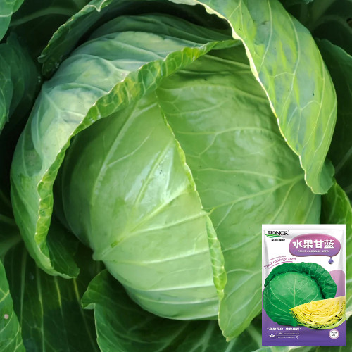 Fruit Cabbage Seeds - Glossy Green Heads, Crisp Texture, Ideal for Home Garden