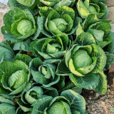 Fruit Cabbage Seeds - Glossy Green Heads, Crisp Texture, Ideal for Home Garden