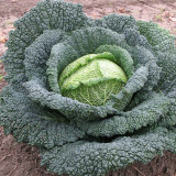 Savoy Cabbage Seeds - Cold Tolerant, Tender Leaves, Excellent Flavor, High Nutrition