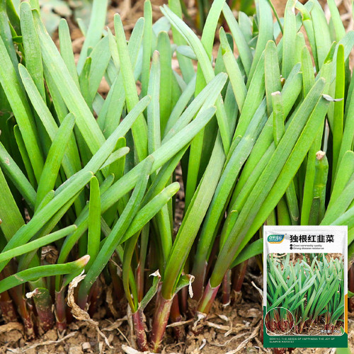 Shandong Traditional Red-Root Leek Seeds - Rich in Anthocyanins, High Disease Resistance, Ideal for Beginners