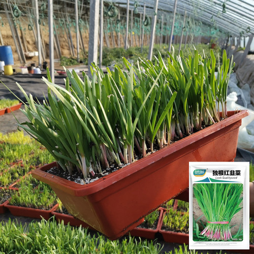 Dugen Red Chinese Chives Seeds - High Yield, Red Stem, Disease Resistant, Premium Variety