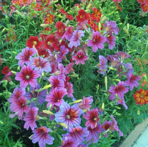 Mixed-color Salpiglossis sinuata seeds for stunning flower
