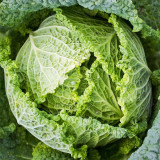 Savoy Cabbage Seeds - Cold Tolerant, Tender Leaves, Excellent Flavor, High Nutrition