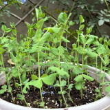 Sweet Crispy Pea Shoots Seeds - Tender Fragrant Greens, High Productivity, Strong Disease Resistance, Easy to Grow