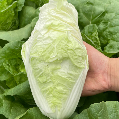 'Jiaoyan Guifei' Baby Cabbage Seeds - Compact Head, Tender Sweet Taste, Strong Disease Resistance