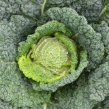 Savoy Cabbage Seeds - Cold Tolerant, Tender Leaves, Excellent Flavor, High Nutrition