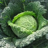 Savoy Cabbage Seeds - Cold Tolerant, Tender Leaves, Excellent Flavor, High Nutrition