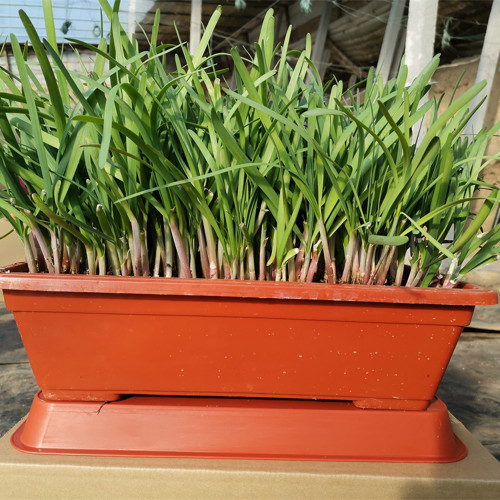 Dugen Red Chinese Chives Seeds - High Yield, Red Stem, Disease Resistant, Premium Variety