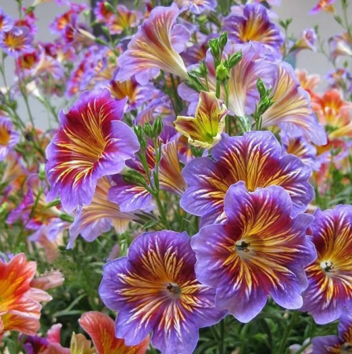 Mixed-color Salpiglossis sinuata seeds for stunning flower
